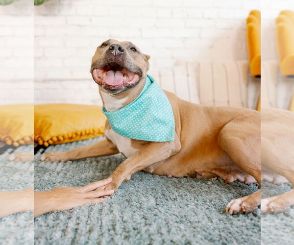 Medium Photo #5 Mutt Puppy For Sale in Philadelphia, PA, USA