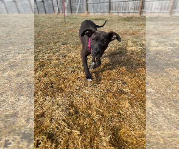 Medium Photo #3 Mutt Puppy For Sale in New London, WI, USA