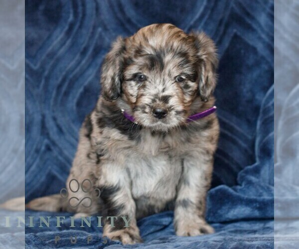 Medium Photo #1 Goldendoodle (Miniature) Puppy For Sale in NARVON, PA, USA