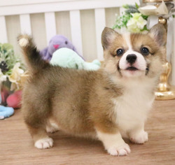 Pembroke Welsh Corgi Puppy for sale in HOLLYWOOD, CA, USA