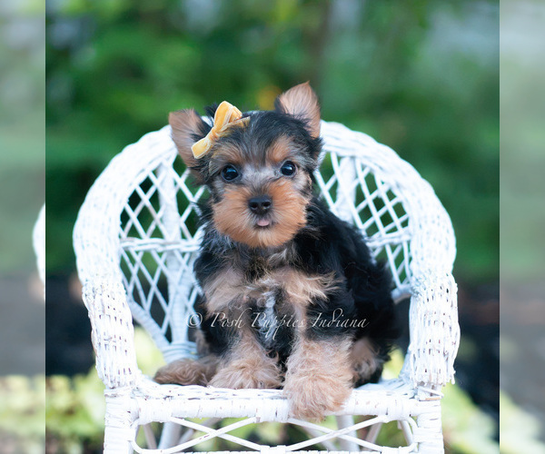 Medium Photo #5 Yorkshire Terrier Puppy For Sale in WARSAW, IN, USA