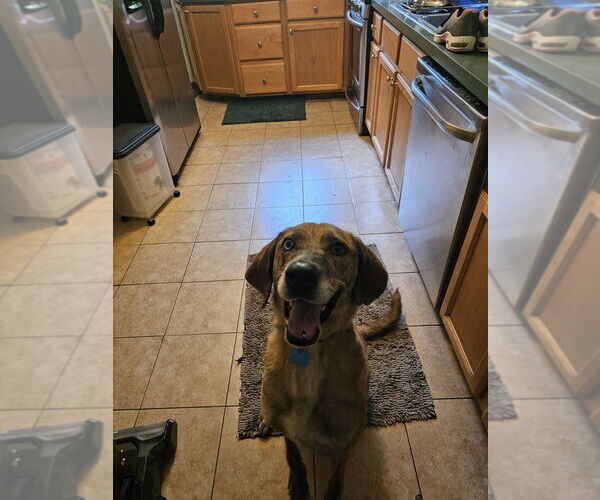 Medium Photo #2 Mutt Puppy For Sale in Springdale, PA, USA