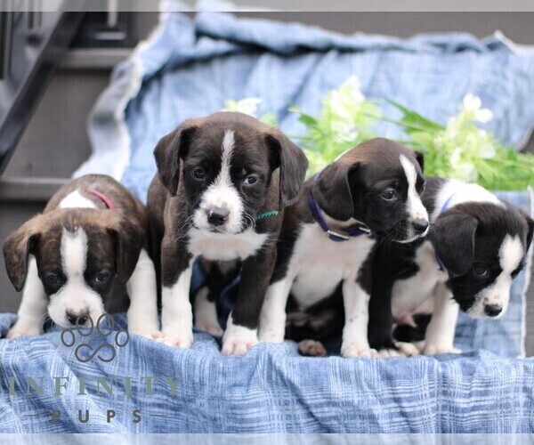 Medium Photo #2 Boston Terrier-Cock-A-Poo Mix Puppy For Sale in PORT ROYAL, PA, USA