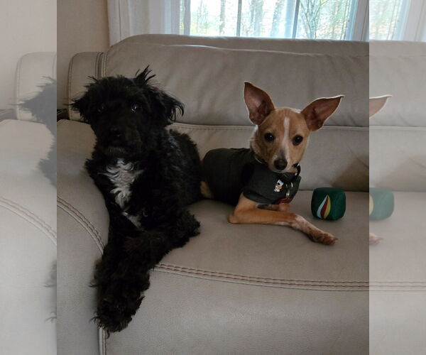 Medium Photo #5 Italian Greyhuahua Puppy For Sale in Wakefield, RI, USA