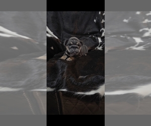 Bulldog Puppy for sale in ARGYLE, TX, USA