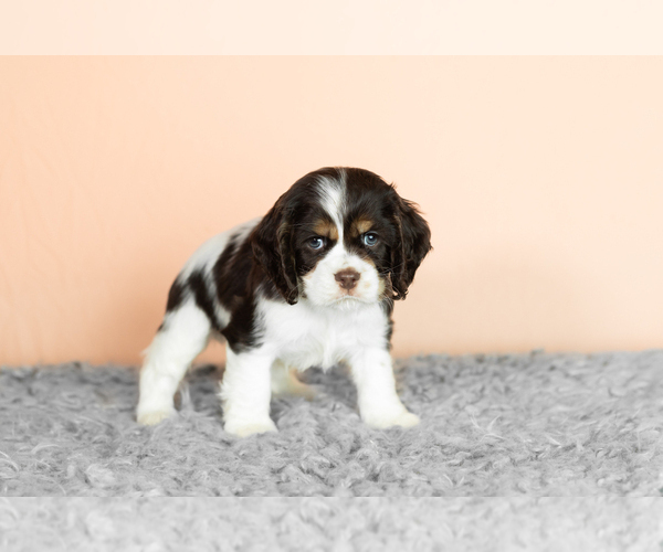 Medium Photo #3 Cocker Spaniel Puppy For Sale in NAPPANEE, IN, USA