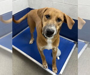 Mountain Cur-Unknown Mix Dogs for adoption in Sterling, MA, USA