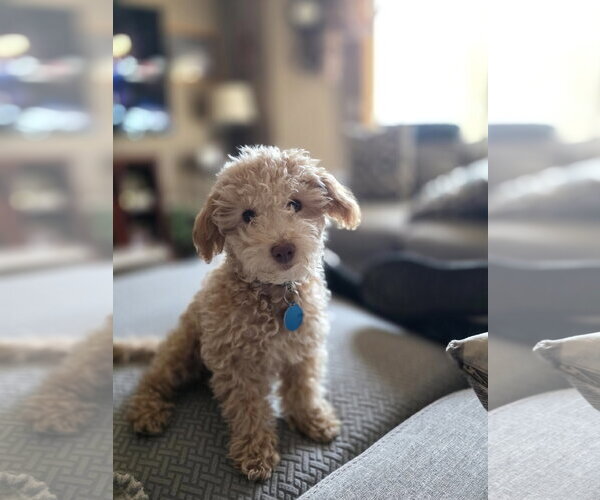 Medium Photo #1 Poochon Puppy For Sale in St. Louis Park, MN, USA