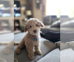 Poochon Dogs for adoption in St. Louis Park, MN, USA