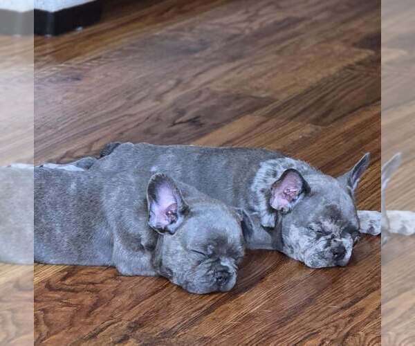 Medium Photo #3 French Bulldog Puppy For Sale in BROKEN ARROW, OK, USA