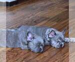 Small #2 French Bulldog