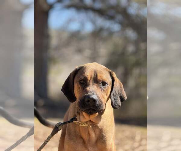 Medium Photo #2 Bloodhound-Redbone Coonhound Mix Puppy For Sale in Attalka, AL, USA