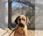 Small #1 Bloodhound-Redbone Coonhound Mix