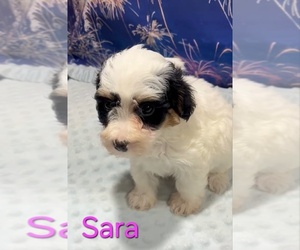 Yorkipoo Puppy for sale in AZLE, TX, USA