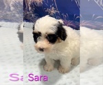 Sara - Female Yorkipoo Puppy for Sale - Small photo
