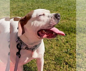 Charlotte - Adopt Me! - Female Bulloxer Dog for Adoption - Photo #22