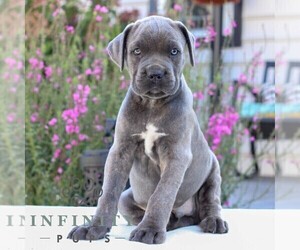 Cane Corso Puppy for sale in EAST EARL, PA, USA