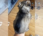 Small Photo #8 Schnauzer (Miniature) Puppy For Sale in COLUMBUS, IN, USA