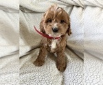 Small Photo #6 Cockapoo Puppy For Sale in BOWLING GREEN, KY, USA