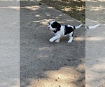 Small #6 Cavachon