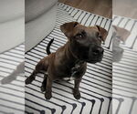 Small #4 Dutch Shepherd  Mix