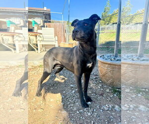 Labrador Retriever-Unknown Mix Dogs for adoption in San Diego, CA, USA