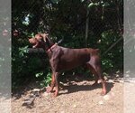 Small #3 Doberman Pinscher