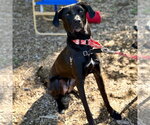 Small #9 Labrador Retriever Mix