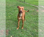 Small #2 Whippet Mix