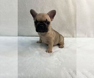 French Bulldog Puppy for sale in CHARLESTON, SC, USA