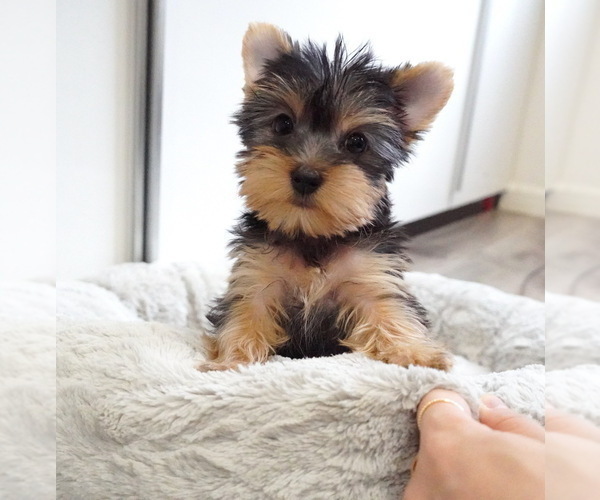 Medium Photo #2 Yorkshire Terrier Puppy For Sale in LOS ANGELES, CA, USA
