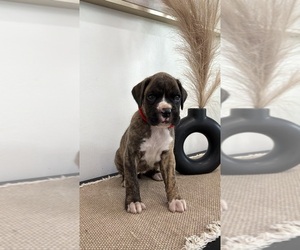 Boxer Puppy for sale in SLIDELL, LA, USA