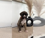 Small Boxer