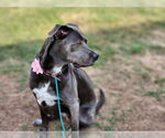 Small #30 Blue Lacy Mix