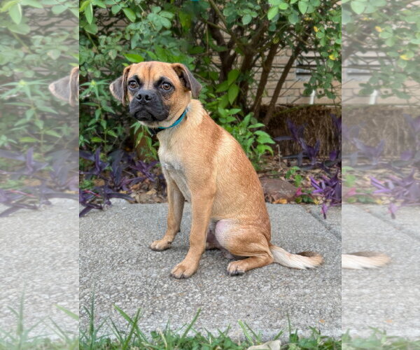 Medium Photo #4 Puggle Puppy For Sale in PIPE CREEK, TX, USA