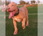 Small Photo #7 American Bully Puppy For Sale in PALMDALE, CA, USA