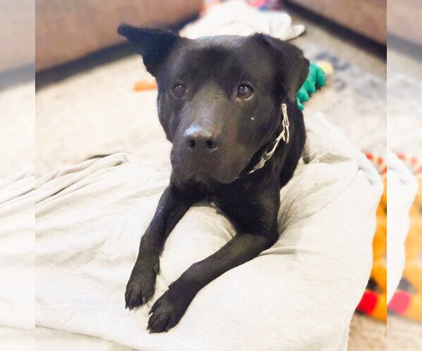 Medium Photo #5 Labrador Retriever-Unknown Mix Puppy For Sale in Fargo, ND, USA