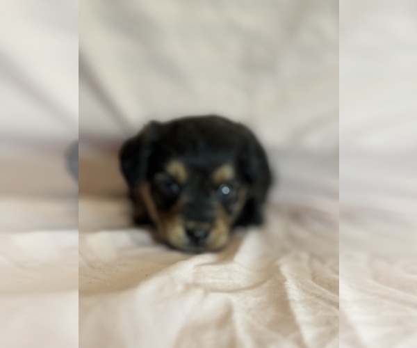 Medium Photo #7 Corgipoo Puppy For Sale in LONGMONT, CO, USA