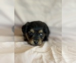 Rainbow - Female Corgipoo Puppy for Sale - Photo #7
