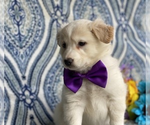 Border Collie-Golden Retriever Mix Puppy for sale in LANCASTER, PA, USA
