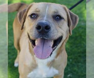 Labrador Retriever-Unknown Mix Dogs for adoption in San Antonio, TX, USA
