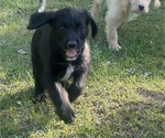 Puppy Pink Female Labradoodle