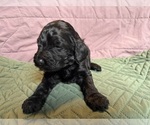 Puppy Red Saint Berdoodle