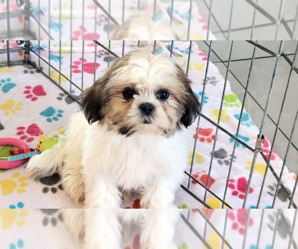 Medium Photo #5 Shih Tzu Puppy For Sale in ORO VALLEY, AZ, USA