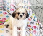 Small #4 Shih Tzu