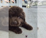 Small Photo #104 Newfoundland Puppy For Sale in TILTON, IL, USA