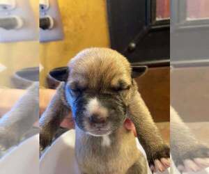 Mutt Dogs for adoption in Imlay City, MI, USA