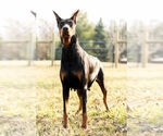 Small Photo #8 Doberman Pinscher Puppy For Sale in WARSAW, IN, USA