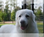 Small Photo #37 Great Pyrenees Puppy For Sale in Spring, TX, USA