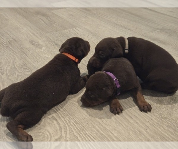 Medium Photo #6 Doberman Pinscher Puppy For Sale in MONROE, NC, USA